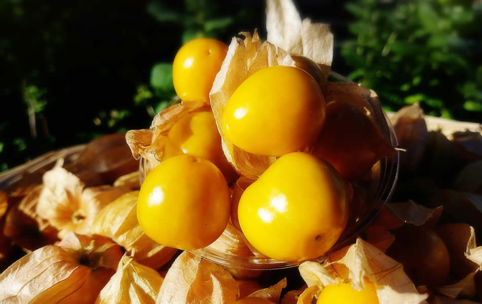 お家で作った野菜