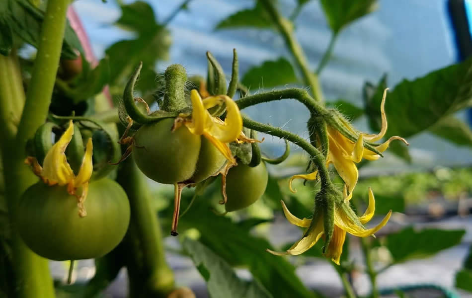 お家で作った野菜